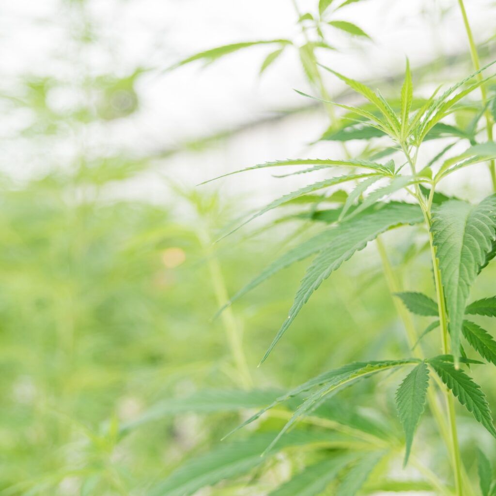 What is CBD? A complete guide